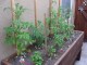 Spring Gardening Project: Build a DIY vegetable planter box | Stark Insider